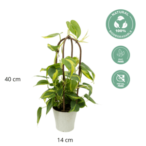 Philodendron Brasil - 40 cm/16 inch