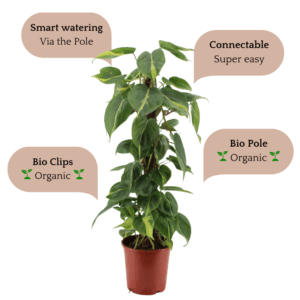 Philodendron Brasil - 75 cm/30 inch