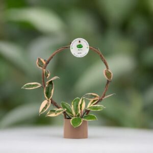 Grow Your Own